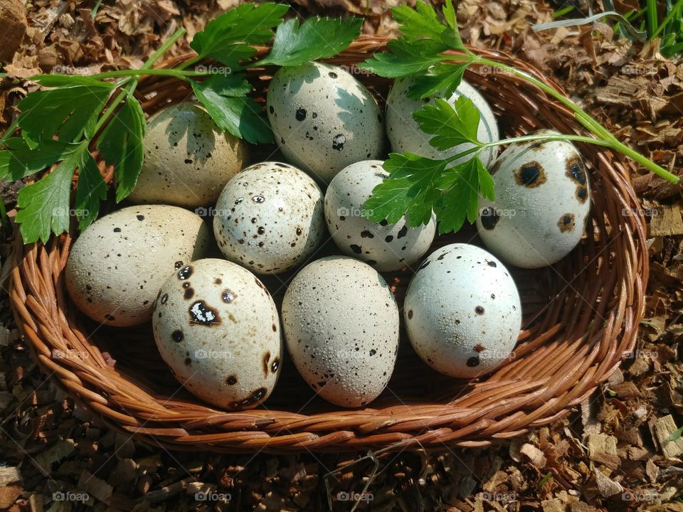 eggs