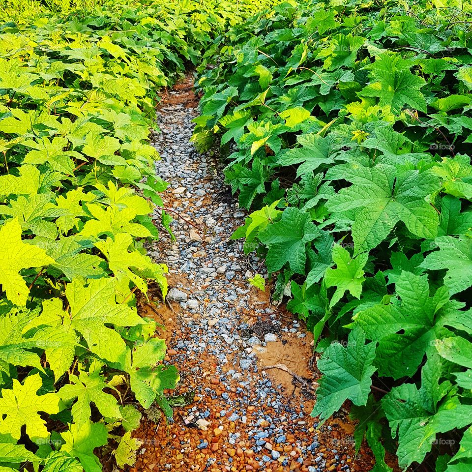 Plants beside walkway into forest