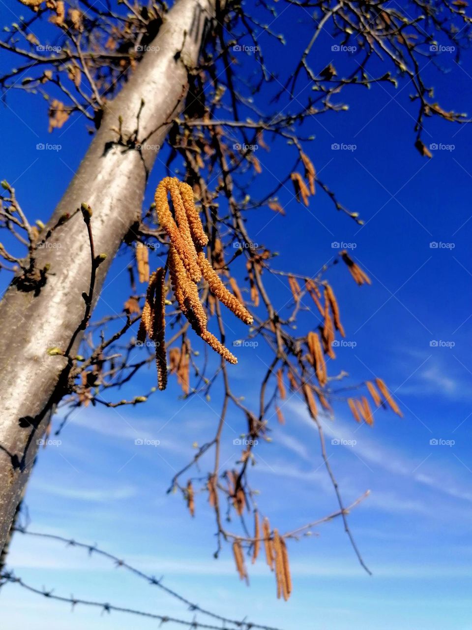 Hazelnut tree