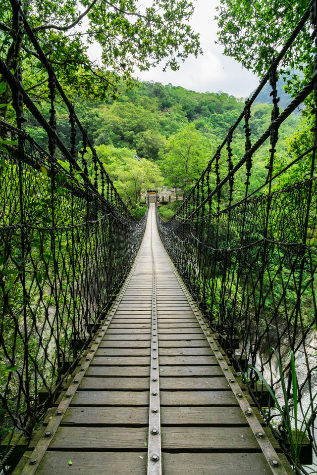 Footbridge in forest