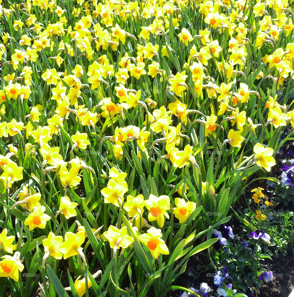 daffodils . daffodils 