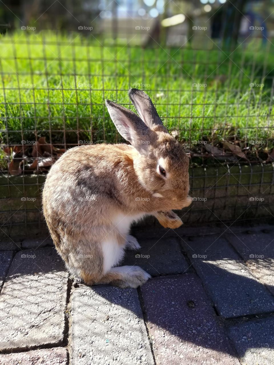 Rabbit cleaning it's face