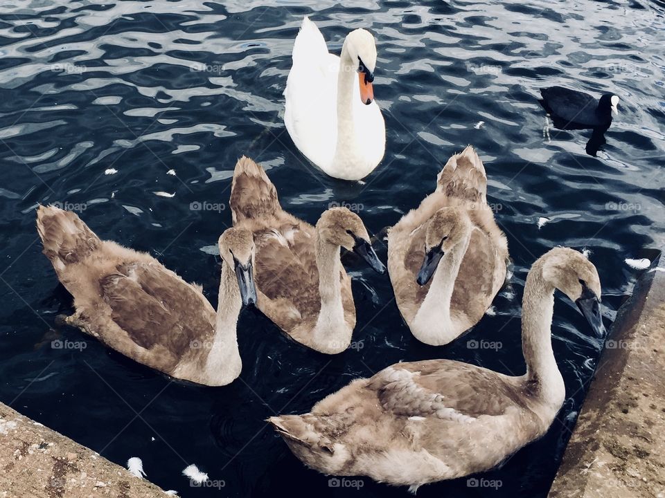 Proud swan showing off children