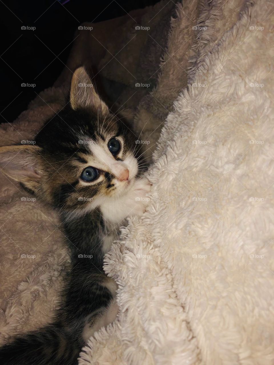 Little cutie kitty 🐱