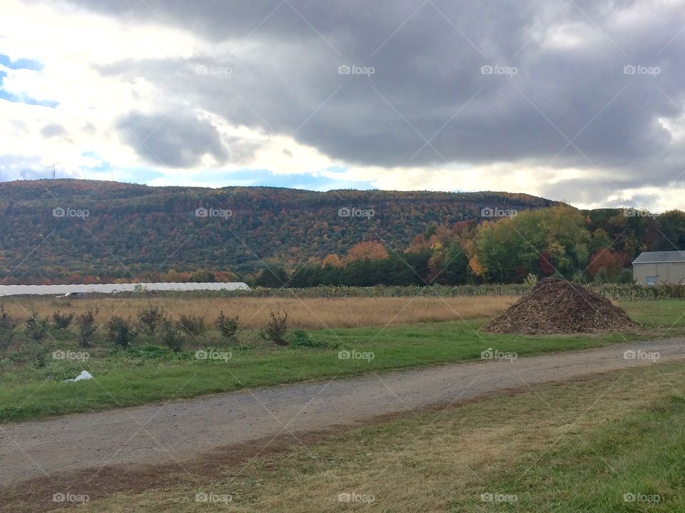 Mountain foliage