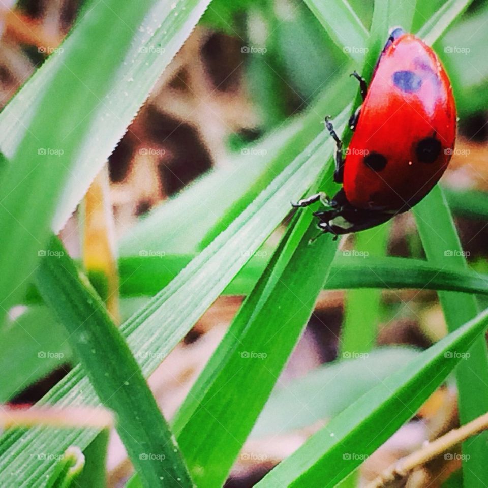 Lady bug