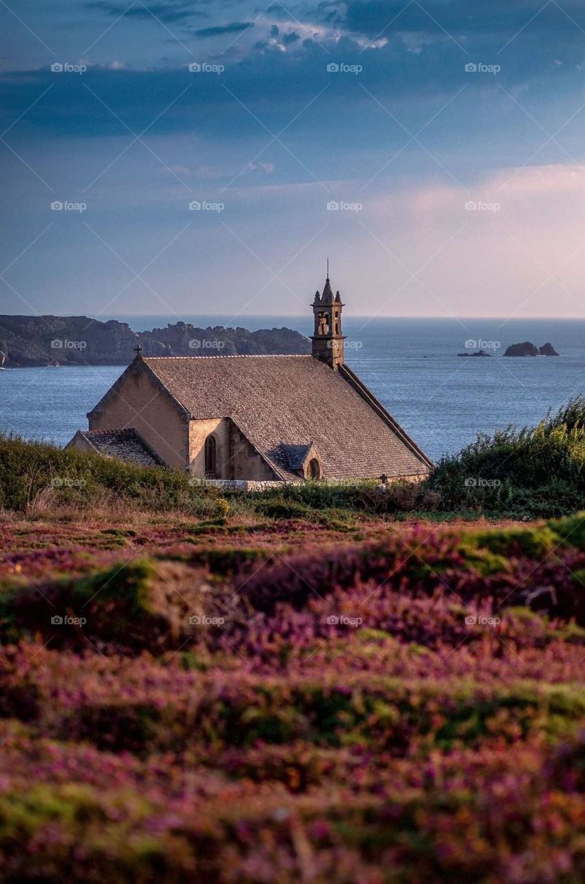 View on the Chapel Saint They behind a field of heather and in front of the sea of Sizun Cape in Cléden under a bright blue sky