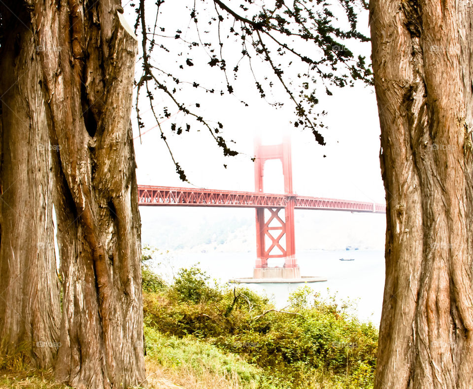 San Francisco fog & tree