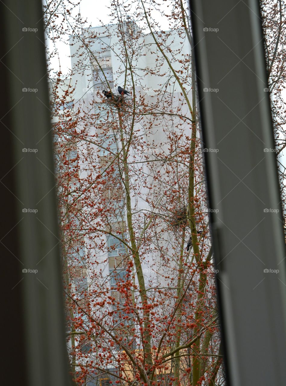 Leaf, Tree, Fall, No Person, Wood