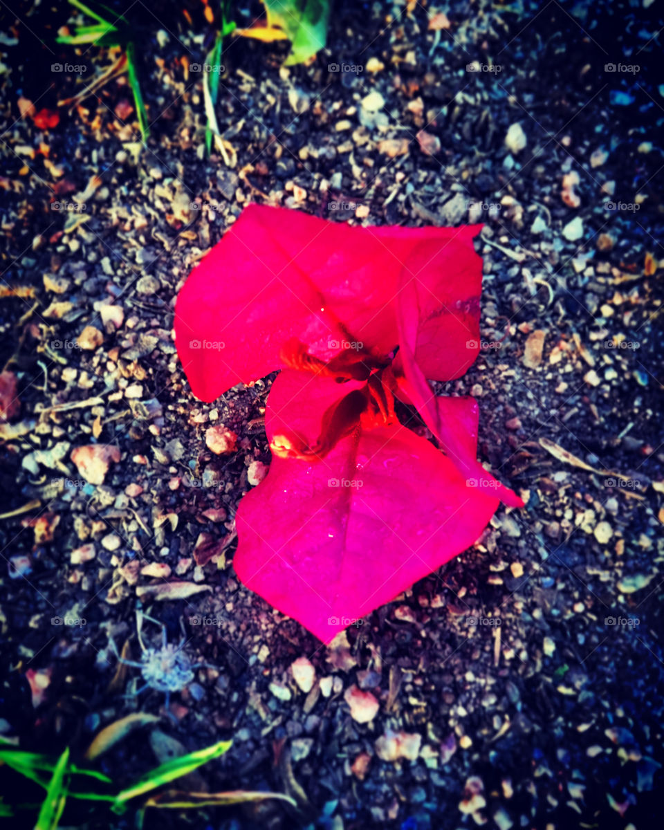 🌹 🇺🇸 Very beautiful flowers to brighten our day.  Live nature and its beauty. Did you like the delicate petals? / 🇧🇷 Flores muito bonitas para alegrar nosso dia. Viva a natureza e sua beleza. Gostaram das pétalas delicadas? 