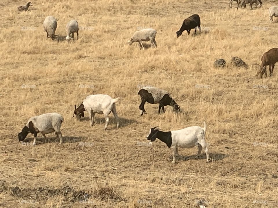 Sheep grazing in the golden field of grass 
