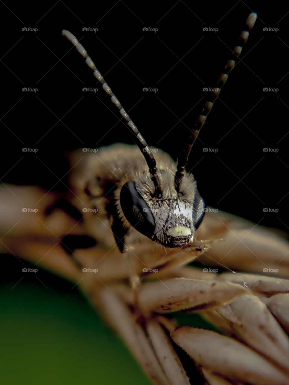 Beautiful Creatures.