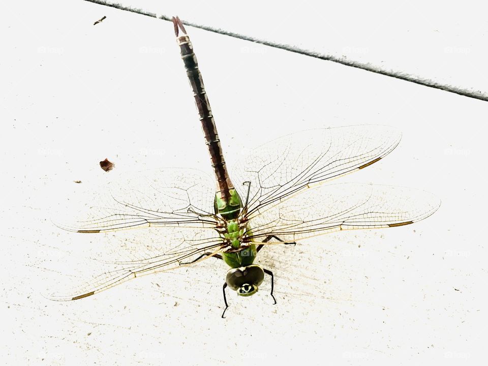 Beautiful photo of green dragonfly with intricately formed wings sitting on deck step. 