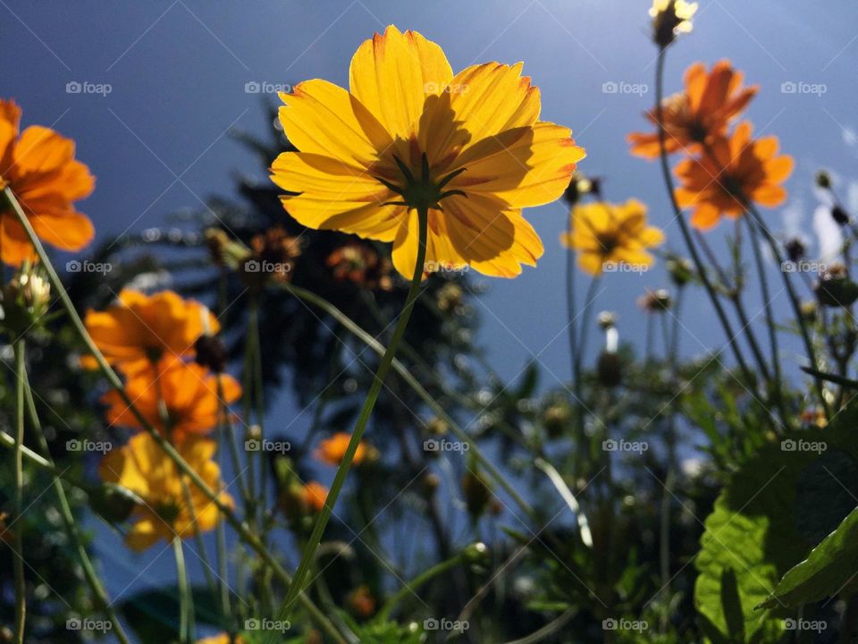 Cosmos flowers