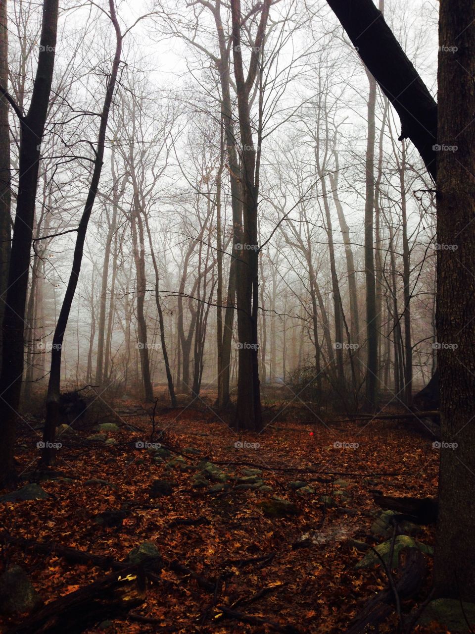 Foggy woods 