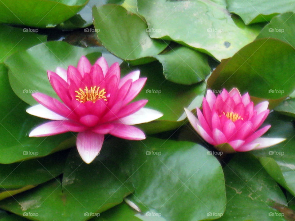 flowers pink pond lotus by mengzishiliu