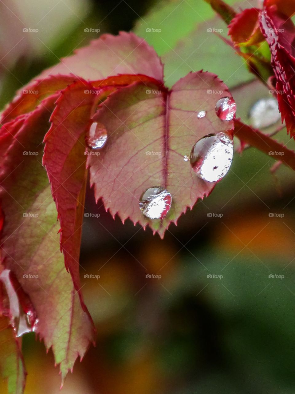 Autumn drops
