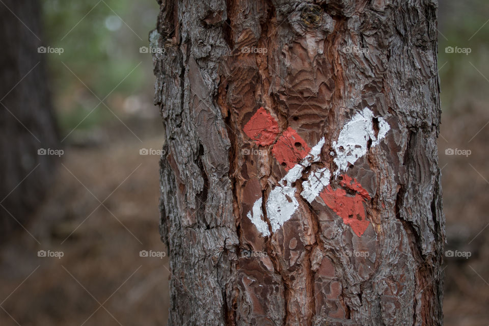 Tree body forest