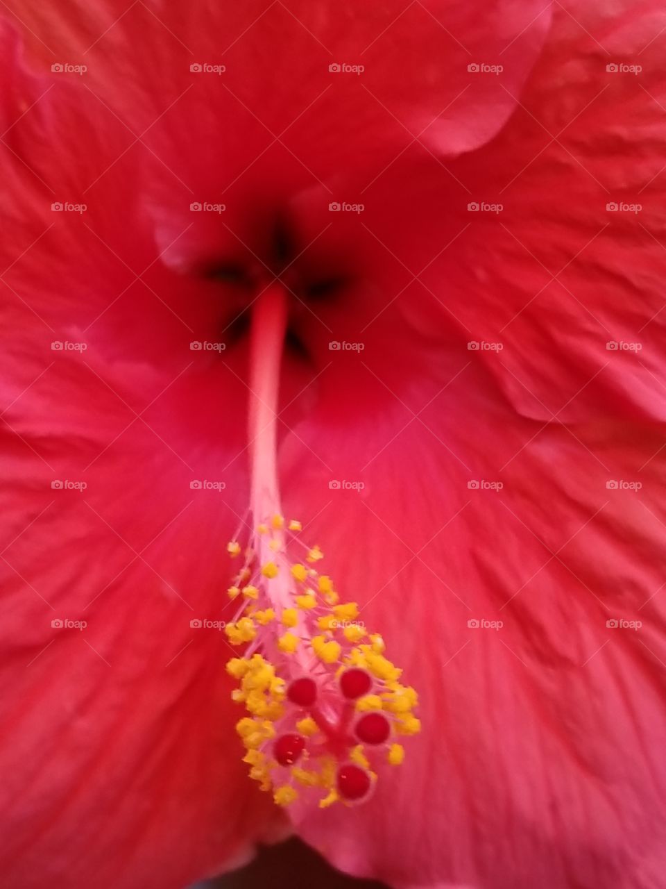 A hibiscus showing off. Gorgeous beautiful details