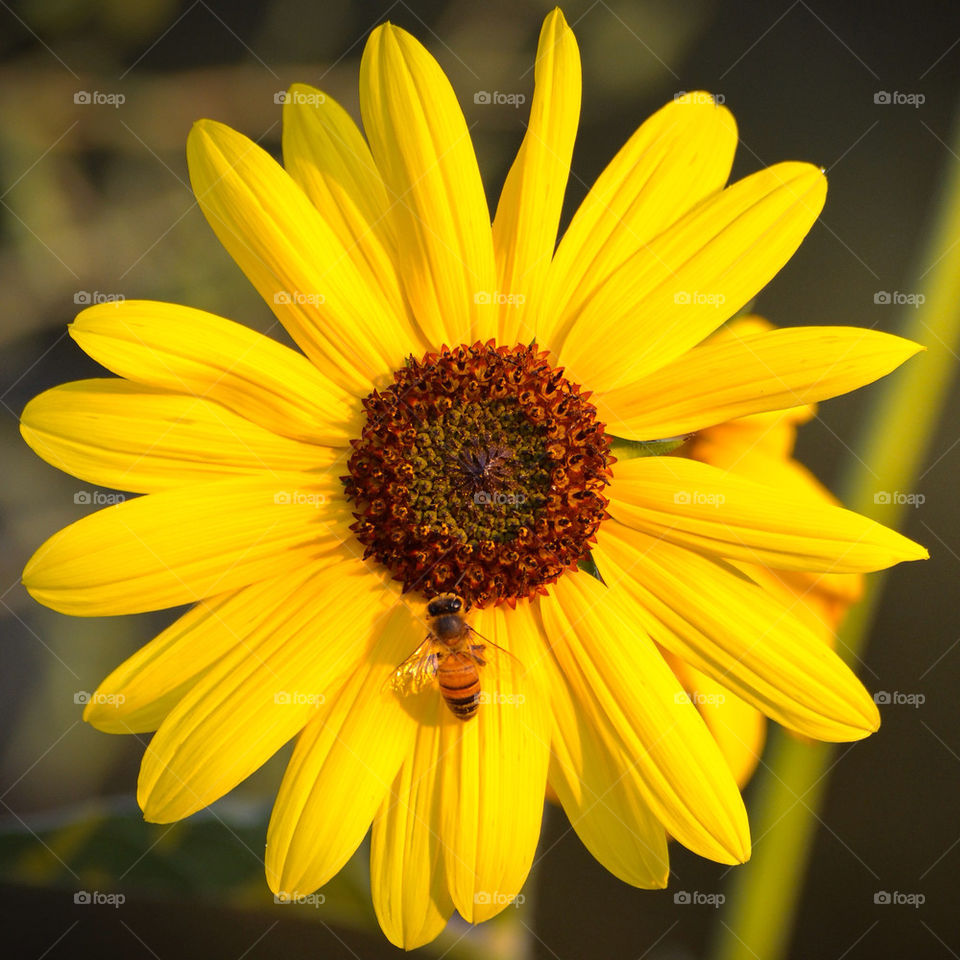 flowers yellow flower bee by majamaki