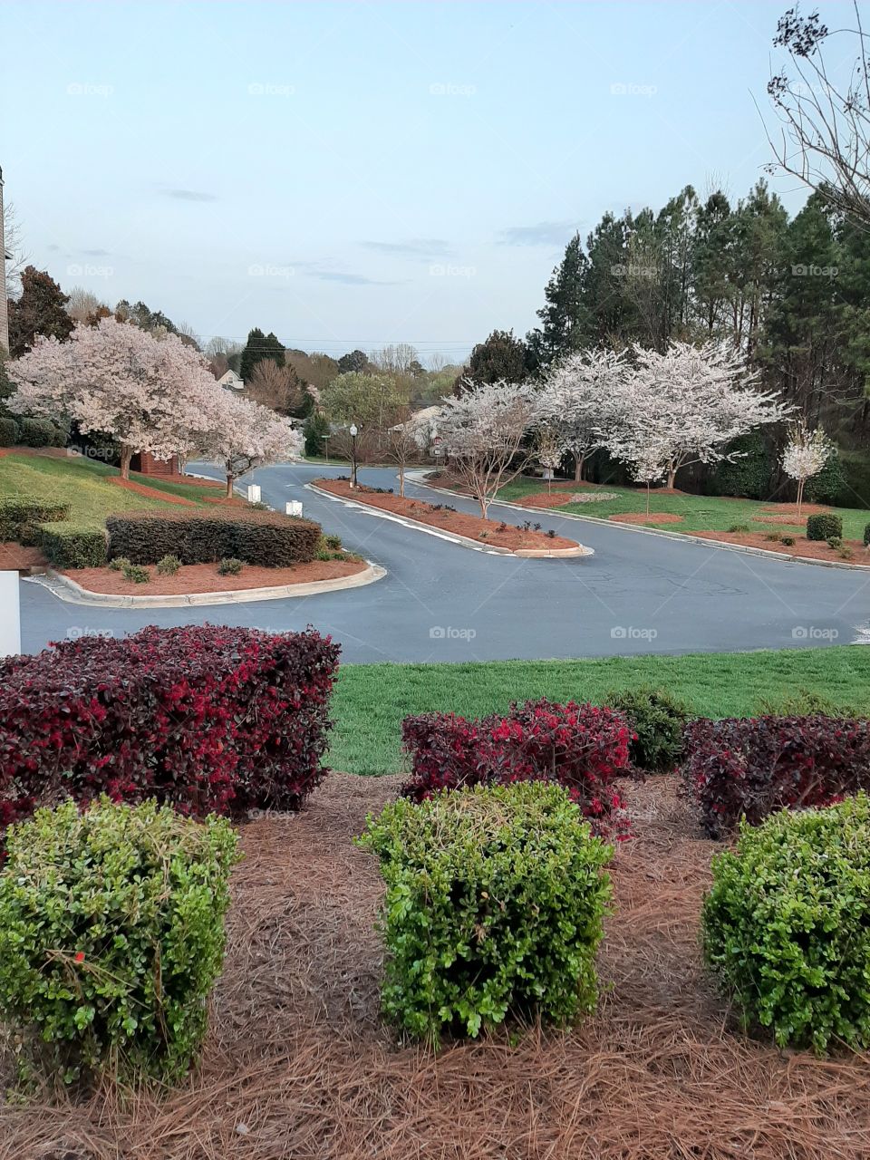 Spring in Charlotte