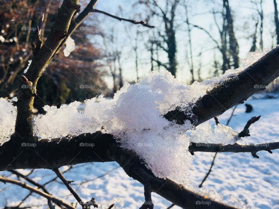 Snow fallen on a leafless branch