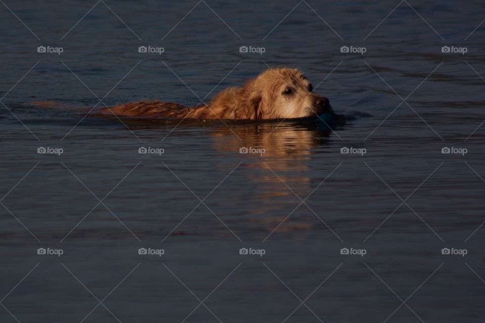 Dog swimming in lake