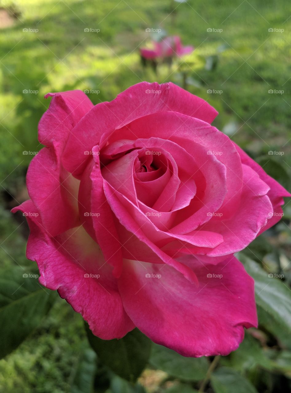 rose color pink white