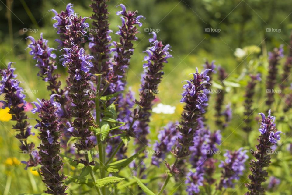 Beautiful purple lavender flowers on the meadow