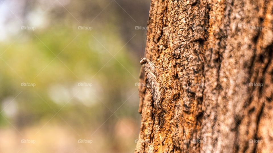 forest nature insects