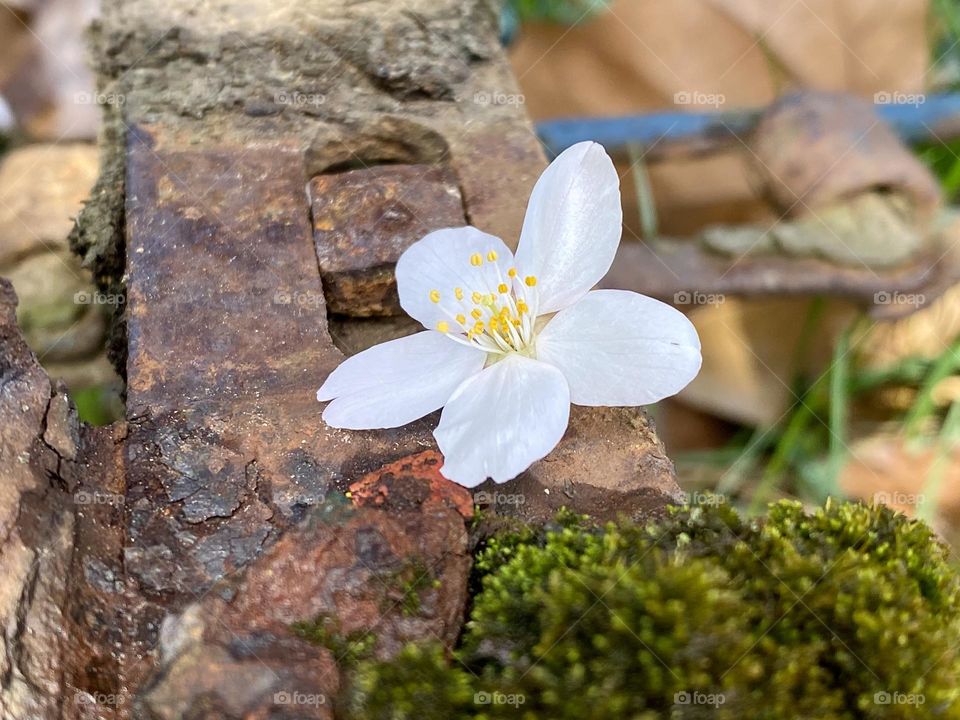 A fallen blossom sitting on a piece of rusty metal next to some moss