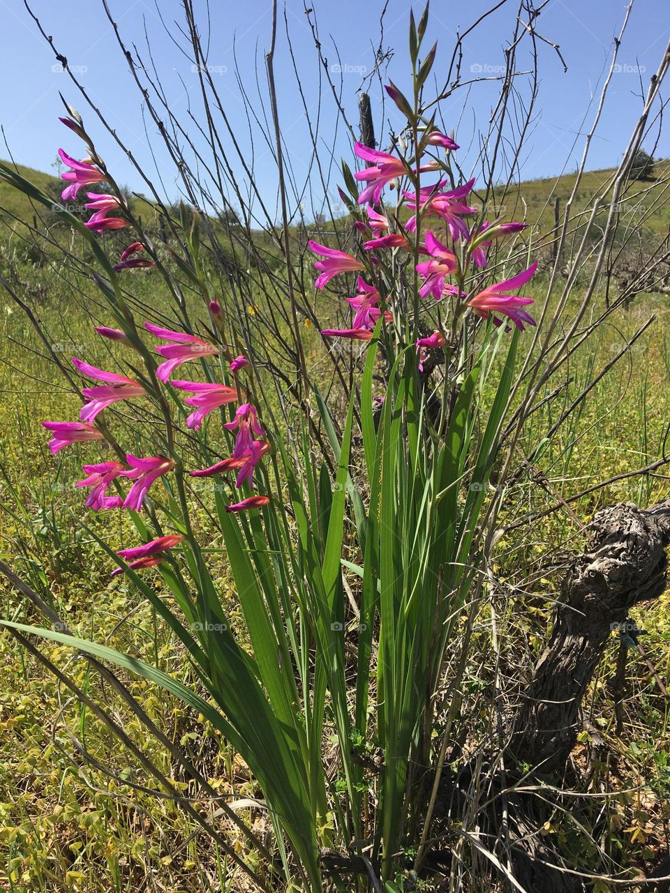 Pinky bouquet in old wild vineyard 