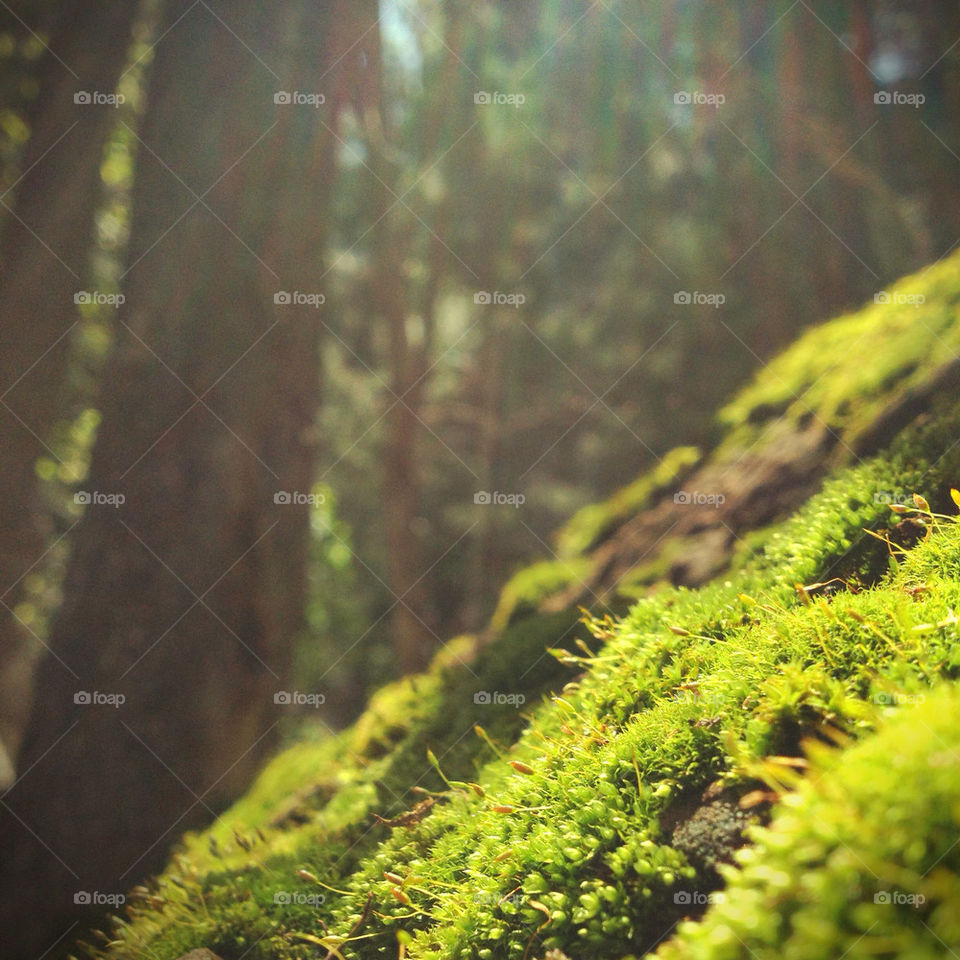 Plants and grass growing on mountain