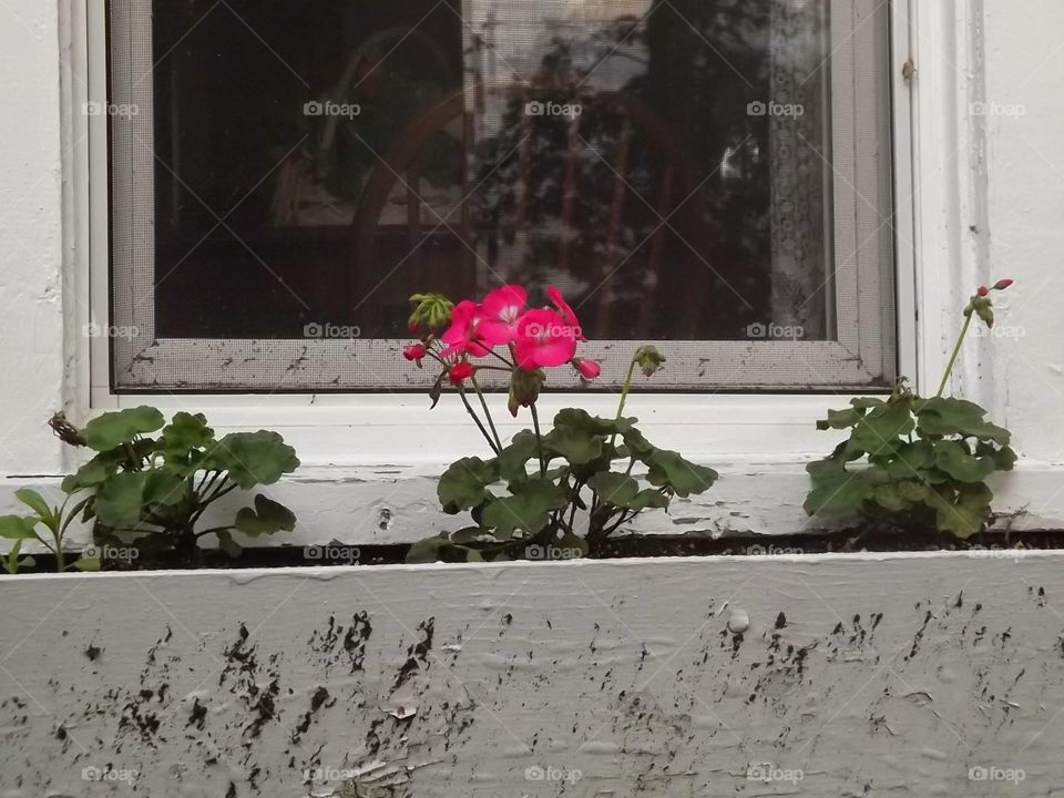 window box. flowers grow in a window box 