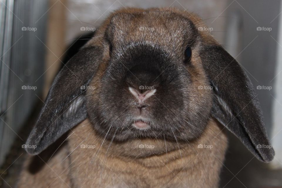 looking rabbit