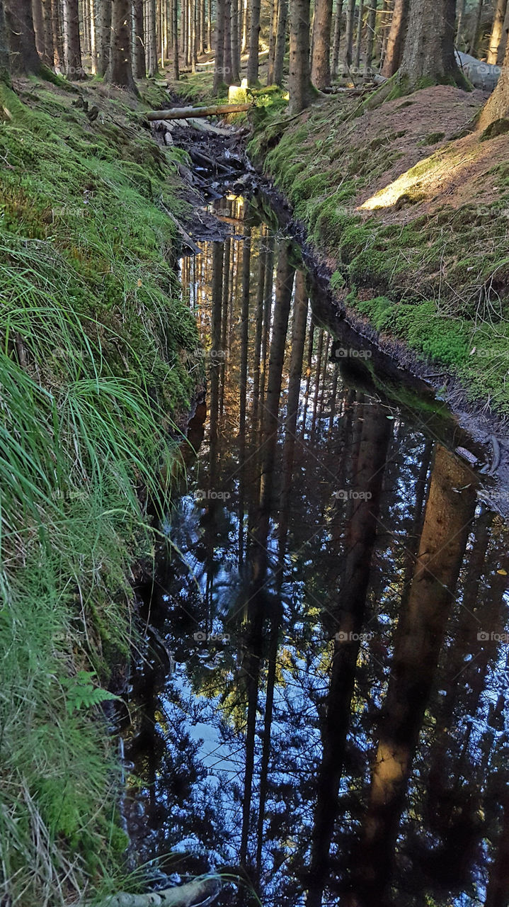 Forest reflection in creek