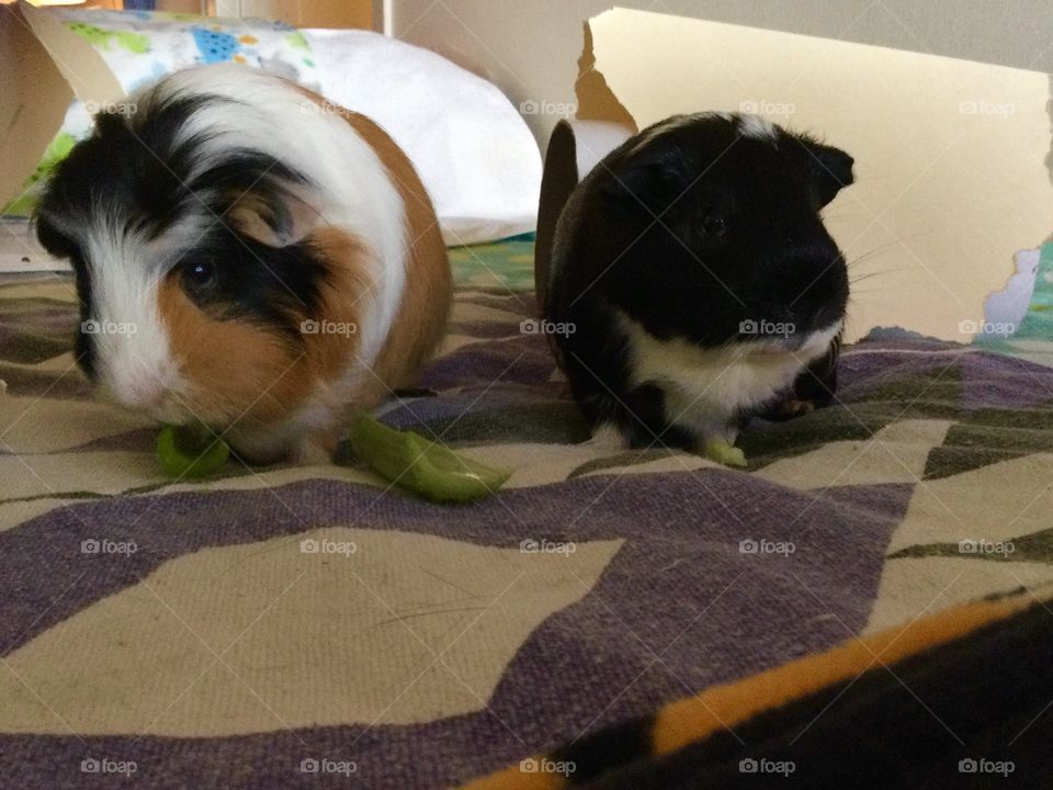 Hungry piggies on the bed with celery sticks 