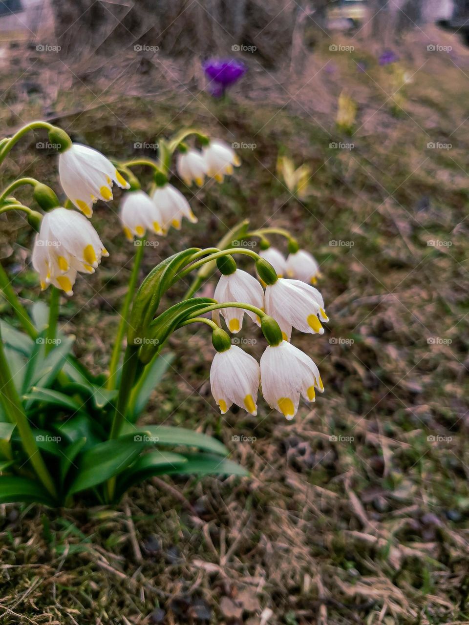 Unbelievably tender and fragile early spring white wild flowers near the fresh and cold forest