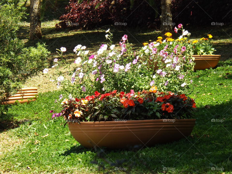 Calendula officinalis, known as marigold or daisy gathered in one by the bowl.