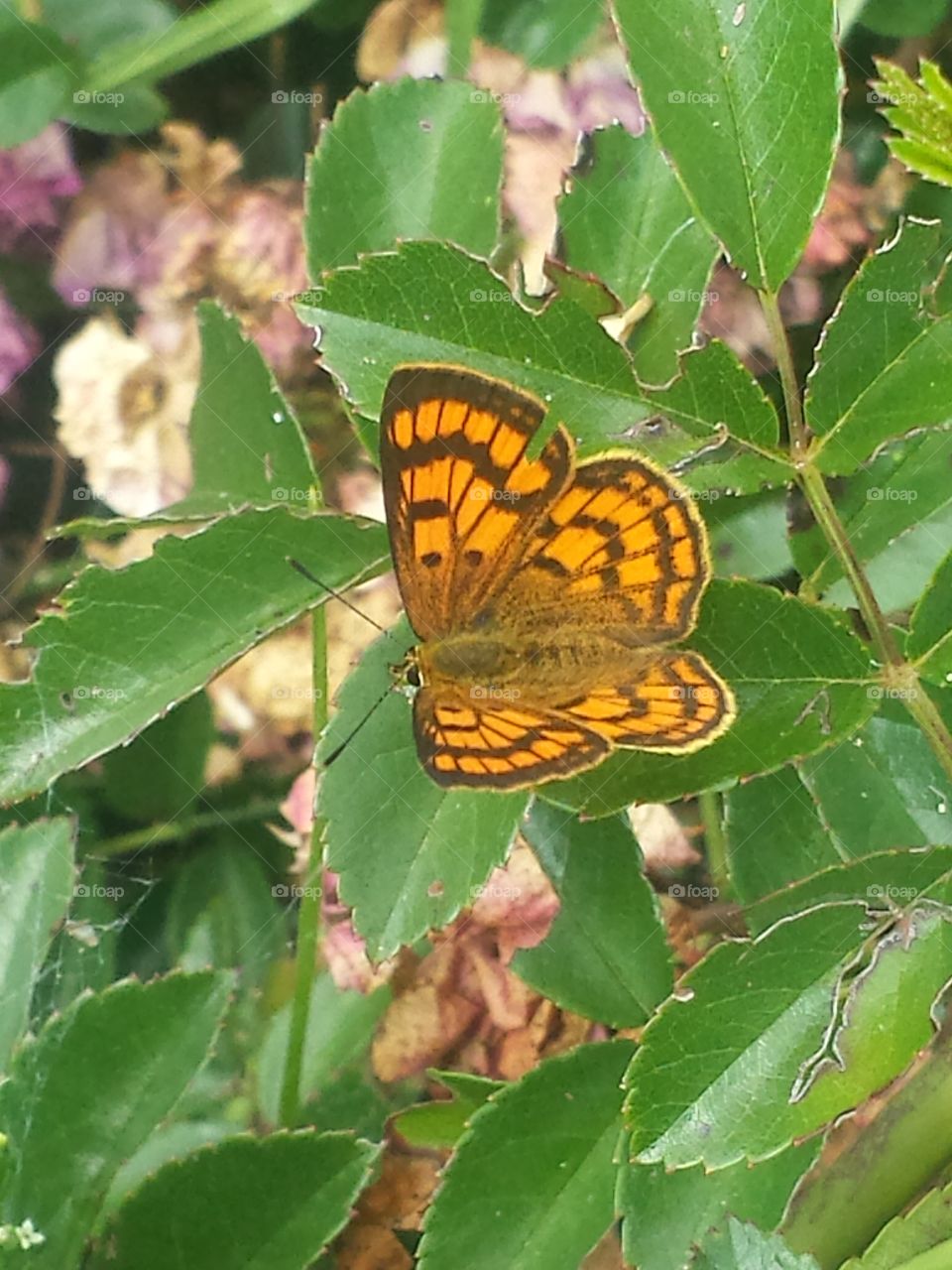 copper butterfly