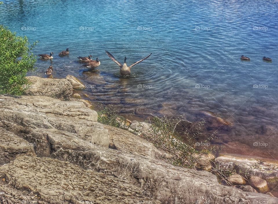 Ducks in the Lake. Protecting the Young