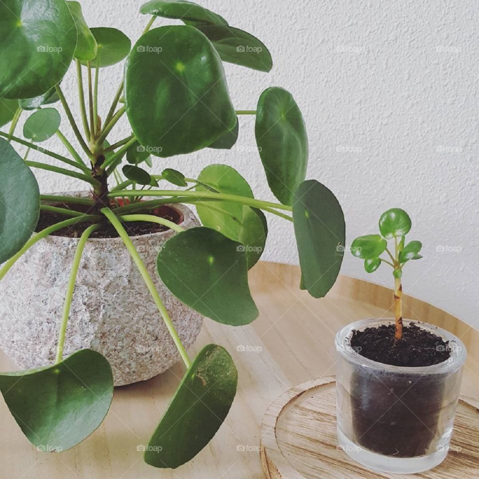 Mother and baby houseplant 