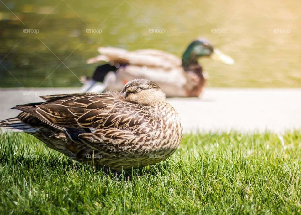 Duck Buddies