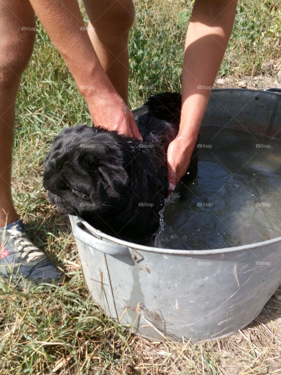 dog washing