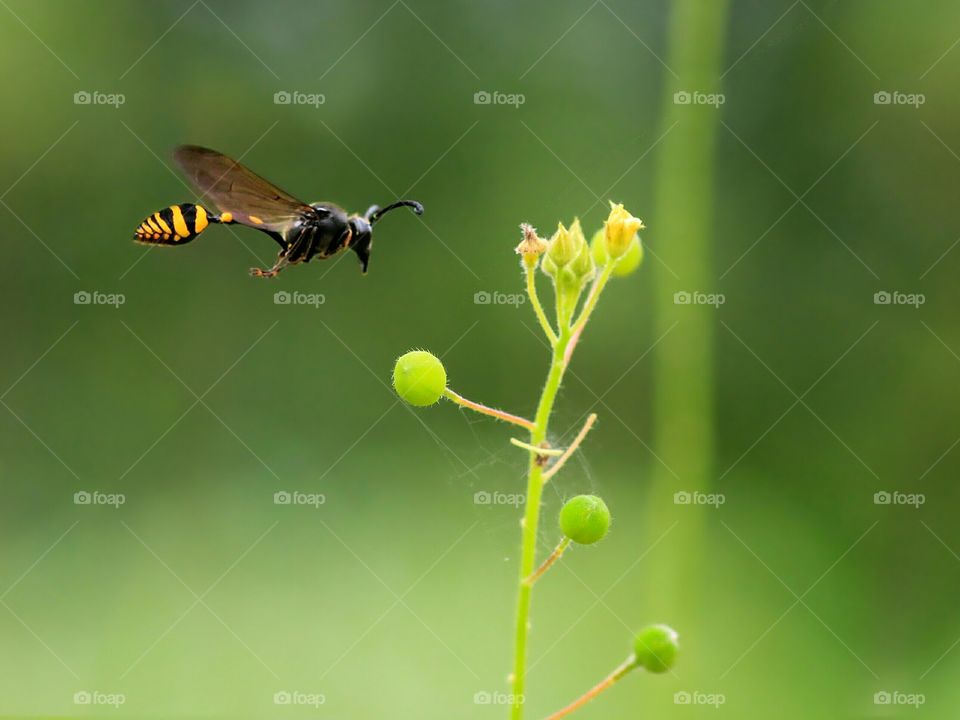 Flying Wasp..
Macro F