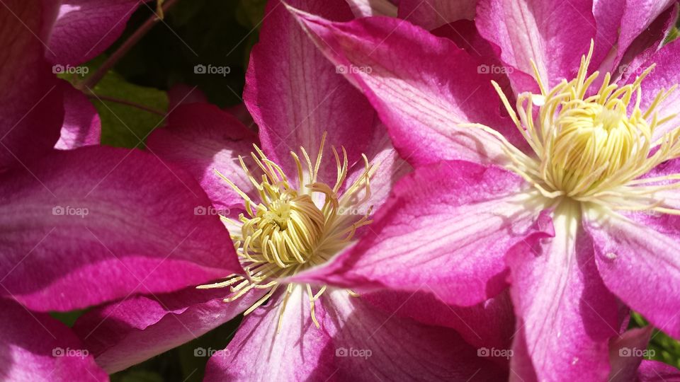 Clematis Pinks