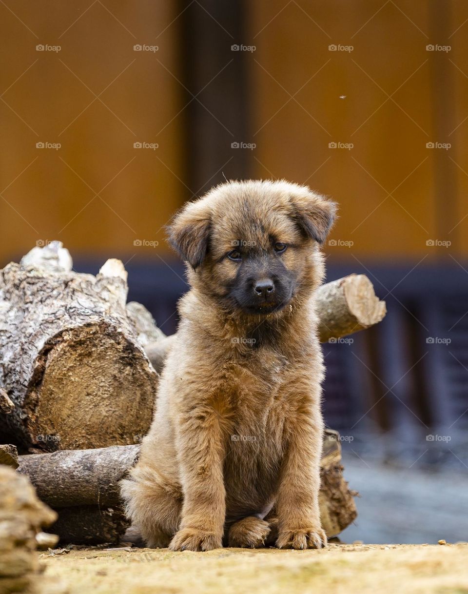 little H'mong puppy in Mu Cang Chai, Yen Bai province,  Vietnam