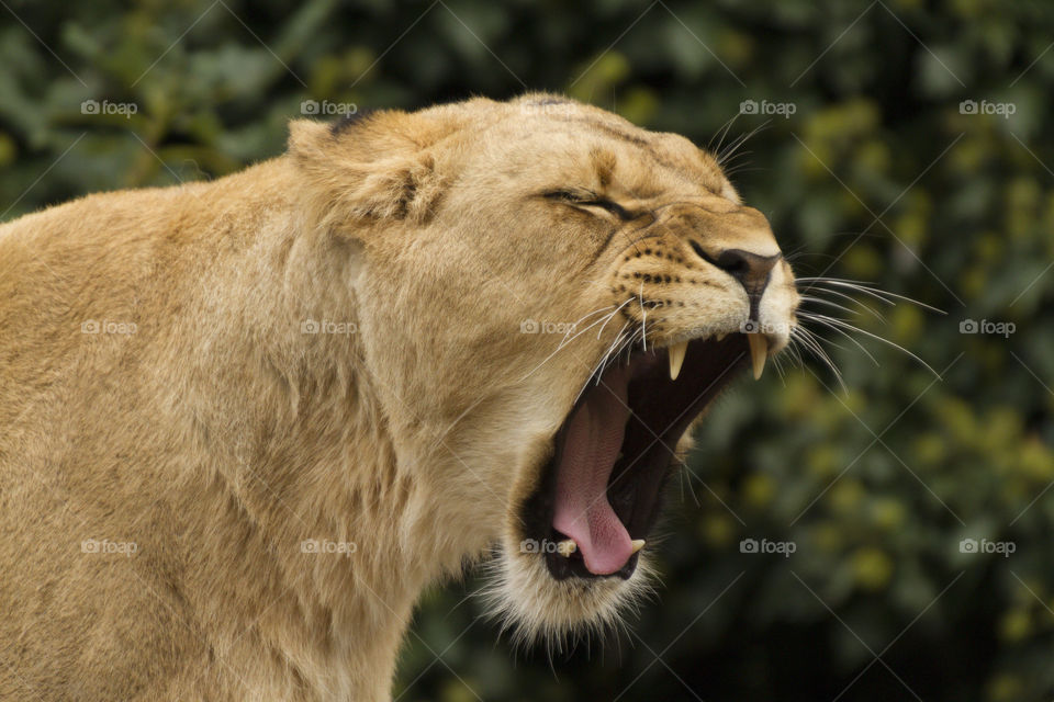 Lioness roars 