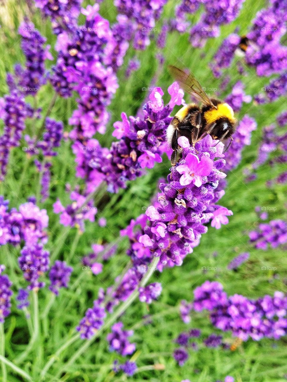 Bee pollinating on flower