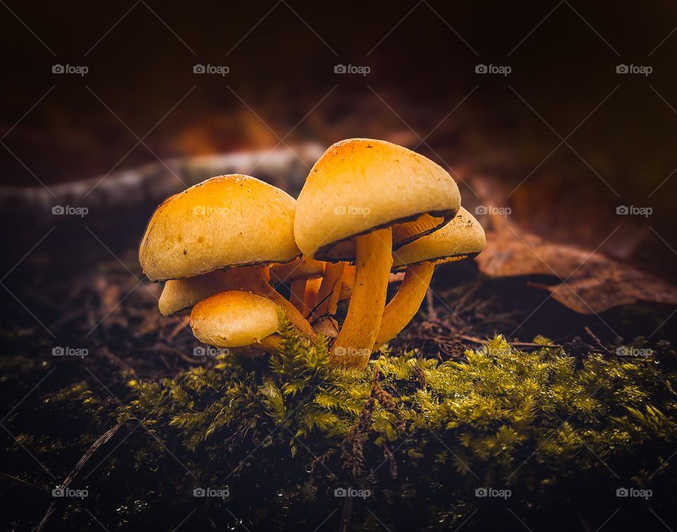 Fungus